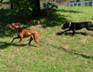 FATIMA BAHATI MANABOMI _ Rhodesian Ridgeback & WEGA