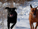 FATIMA BAHATI MANABOMI _ Rhodesian Ridgeback & WEGA