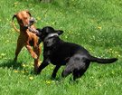 FATIMA BAHATI MANABOMI _ Rhodesian Ridgeback & WEGA