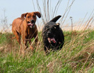 FATIMA BAHATI MANABOMI _ Rhodesian Ridgeback & WEGA