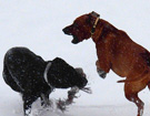 FATIMA BAHATI MANABOMI _ Rhodesian Ridgeback & WEGA