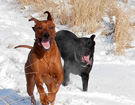 FATIMA BAHATI MANABOMI _ Rhodesian Ridgeback & WEGA