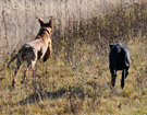 FATIMA BAHATI MANABOMI _ Rhodesian Ridgeback & WEGA