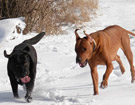 FATIMA BAHATI MANABOMI _ Rhodesian Ridgeback & WEGA