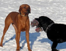 FATIMA BAHATI MANABOMI _ Rhodesian Ridgeback & WEGA