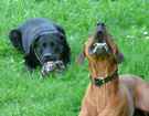 FATIMA BAHATI MANABOMI _ Rhodesian Ridgeback & WEGA