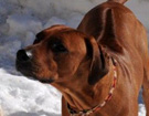 FATIMA BAHATI MANABOMI _ Rhodesian Ridgeback