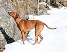 FATIMA BAHATI MANABOMI _ Rhodesian Ridgeback