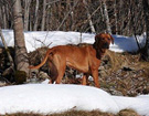 FATIMA BAHATI MANABOMI _ Rhodesian Ridgeback