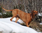 FATIMA BAHATI MANABOMI _ Rhodesian Ridgeback