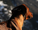 FATIMA BAHATI MANABOMI _ Rhodesian Ridgeback