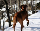 FATIMA BAHATI MANABOMI _ Rhodesian Ridgeback