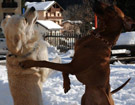 FATIMA BAHATI MANABOMI _ Rhodesian Ridgeback