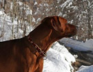 FATIMA BAHATI MANABOMI _ Rhodesian Ridgeback