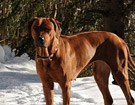 FATIMA BAHATI MANABOMI _ Rhodesian Ridgeback