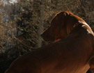 FATIMA BAHATI MANABOMI _ Rhodesian Ridgeback