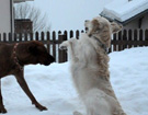 FATIMA BAHATI MANABOMI _ Rhodesian Ridgeback