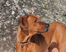 FATIMA BAHATI MANABOMI _ Rhodesian Ridgeback