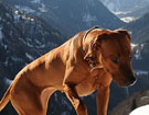 FATIMA BAHATI MANABOMI _ Rhodesian Ridgeback