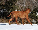 FATIMA BAHATI MANABOMI _ Rhodesian Ridgeback