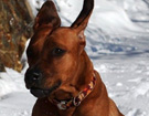 FATIMA BAHATI MANABOMI _ Rhodesian Ridgeback