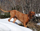 FATIMA BAHATI MANABOMI _ Rhodesian Ridgeback