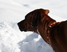 FATIMA BAHATI MANABOMI _ Rhodesian Ridgeback