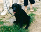 WEGA LABRADOR RETRIEVER