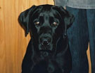 WEGA LABRADOR RETRIEVER