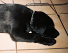 WEGA LABRADOR RETRIEVER