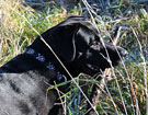 WEGA LABRADOR RETRIEVER