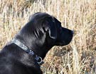 WEGA LABRADOR RETRIEVER