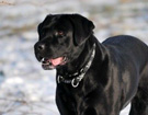 WEGA LABRADOR RETRIEVER