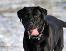 WEGA LABRADOR RETRIEVER