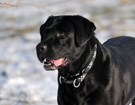 WEGA LABRADOR RETRIEVER