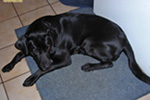 WEGA LABRADOR RETRIEVER