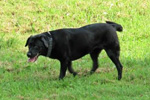 WEGA LABRADOR RETRIEVER