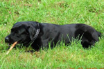 WEGA LABRADOR RETRIEVER