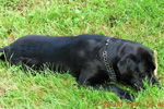 WEGA LABRADOR RETRIEVER