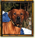 Rhodesian Ridgeback - Bahati